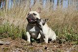 BOULEDOGUE FRANCAIS 203